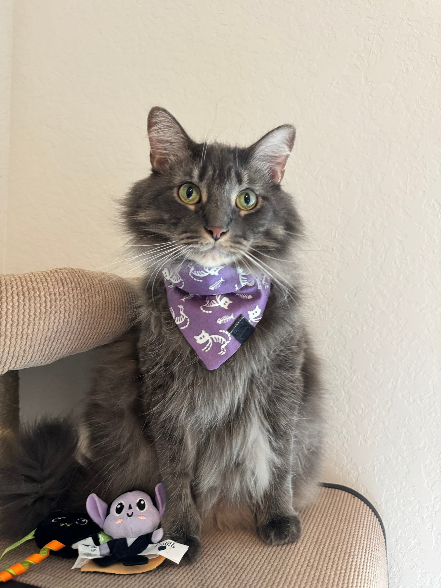 Haunted Cat