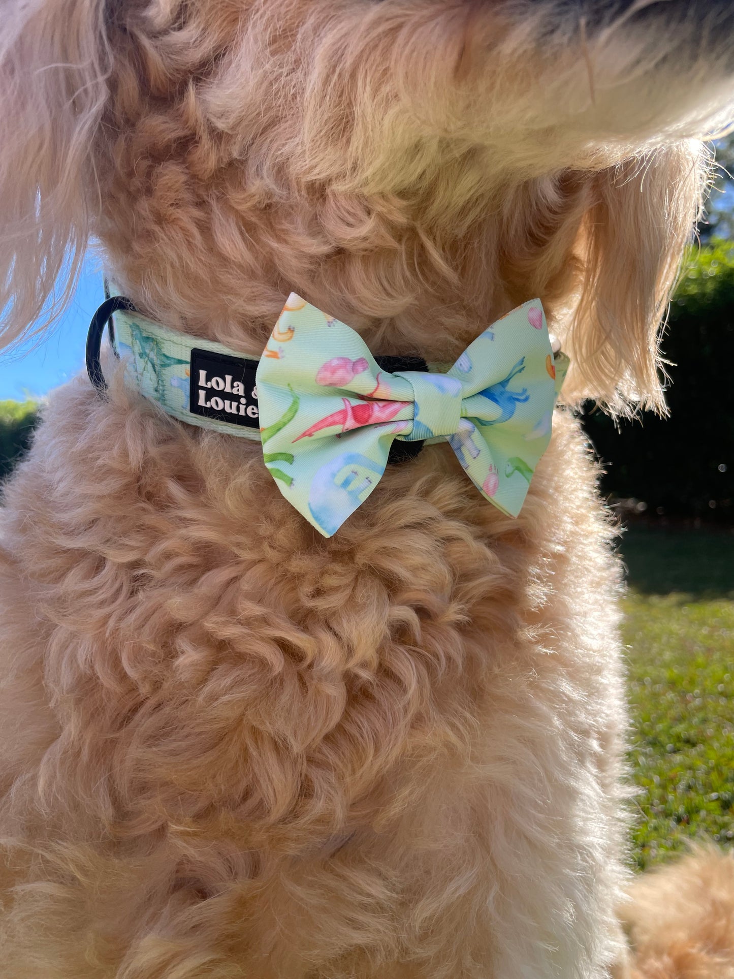 Adjustable Collar- Dino Mite!