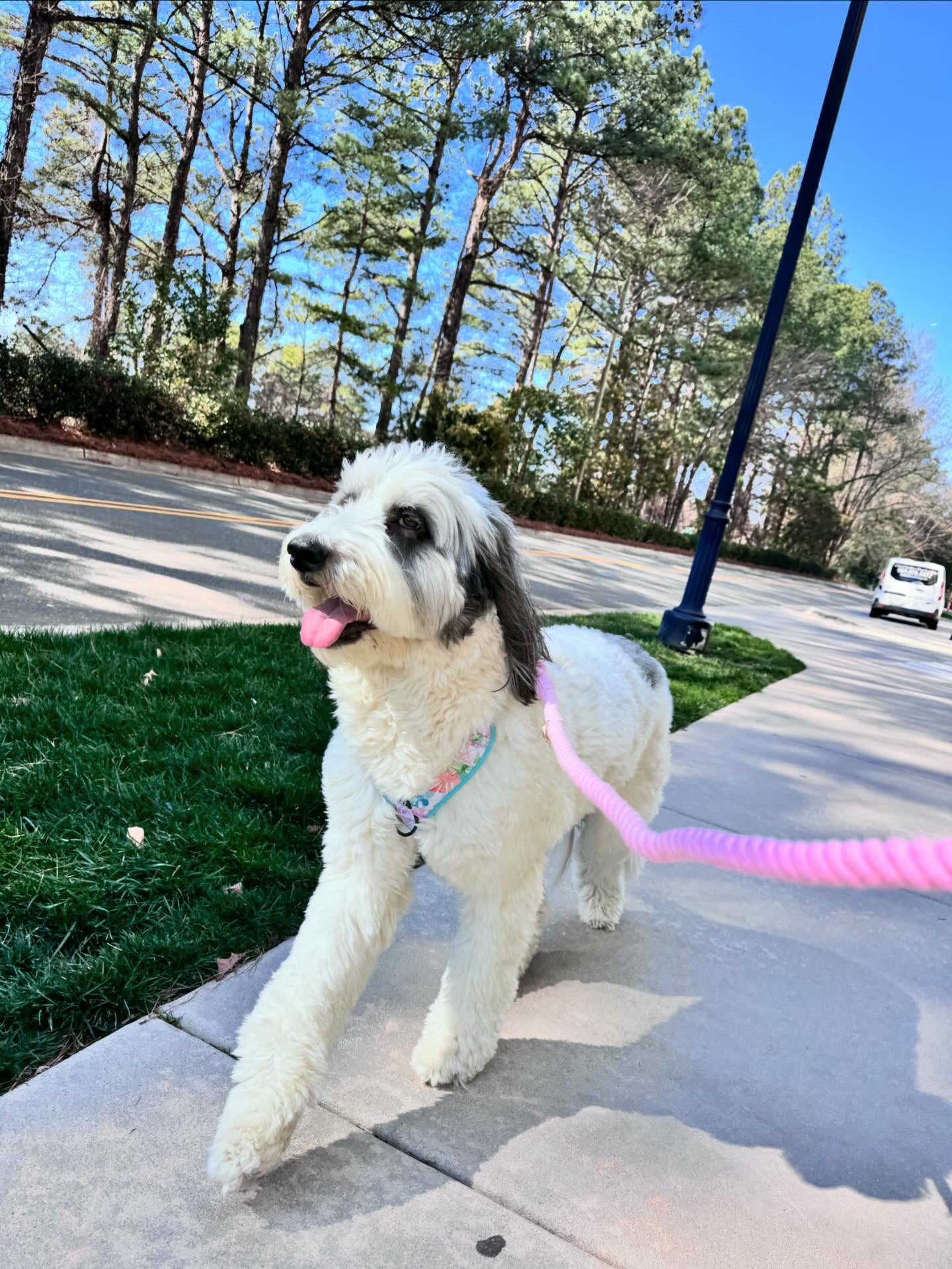 Deluxe Rope Leash
