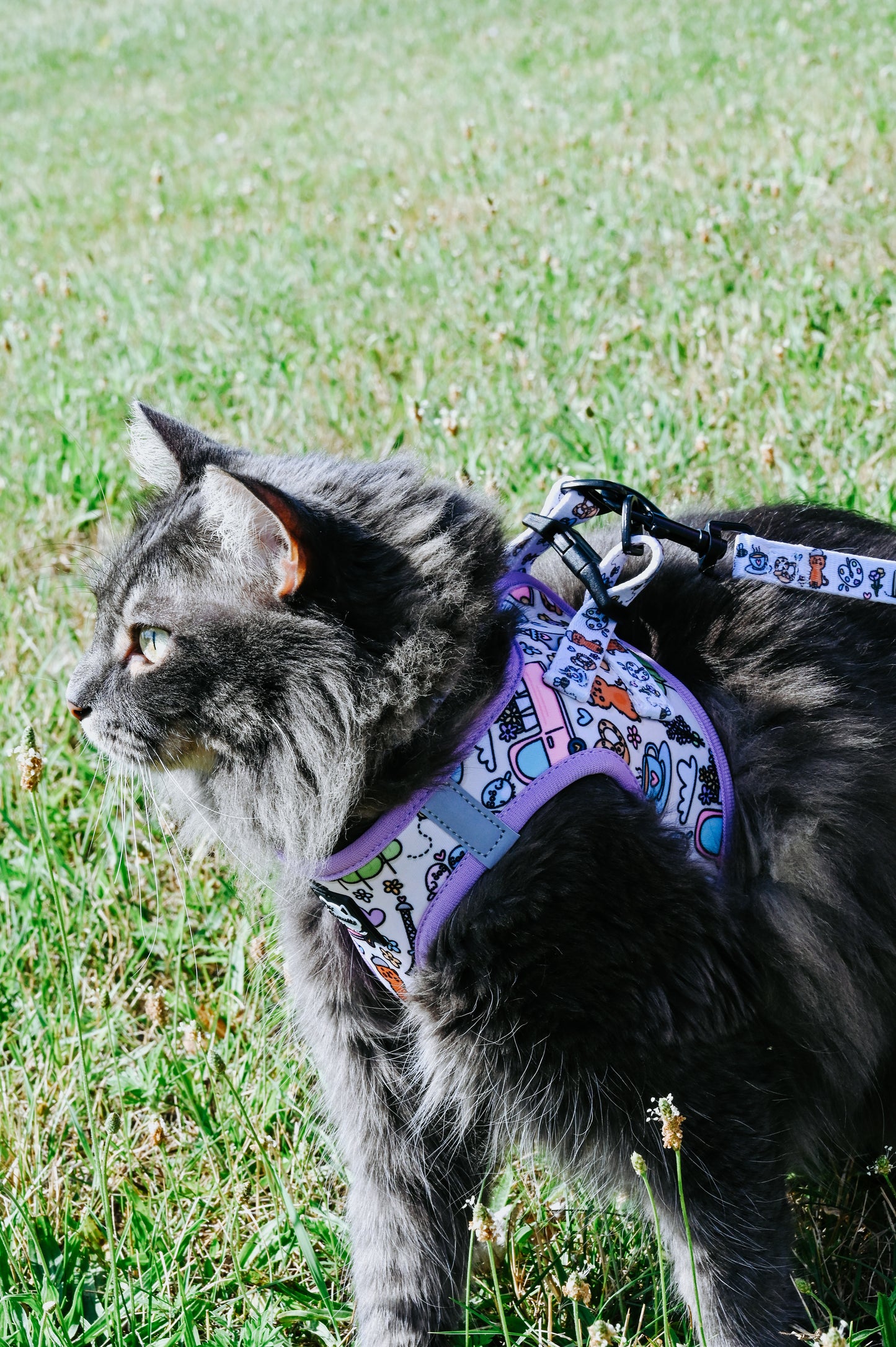 Cat Leash- Kitty in Paris