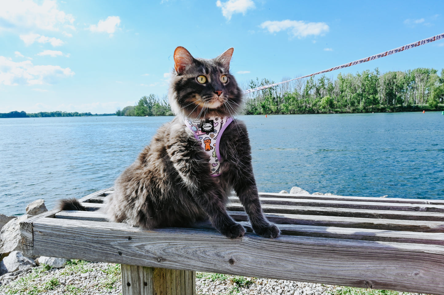 Step in Cat Harness- Kitty in Paris